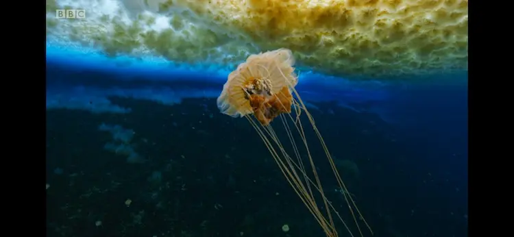 Jellyfish (Desmonema gaudichaudi) as shown in Seven Worlds, One Planet - Antarctica